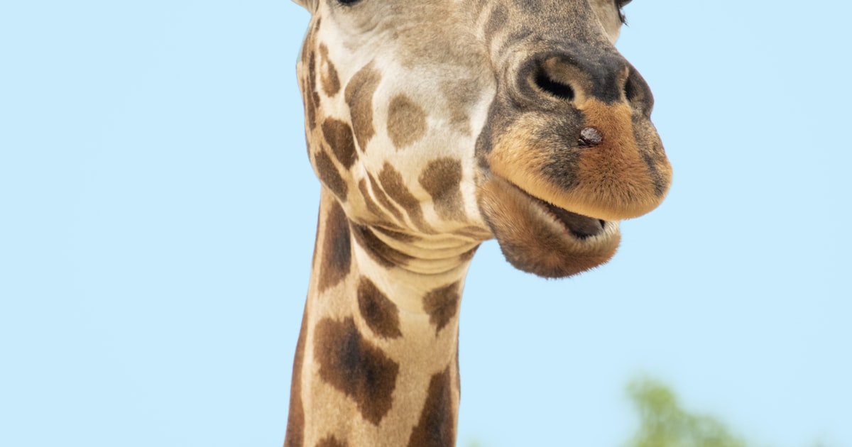 Translation Services for Mussafah Area Abu Dhabi | SWLT